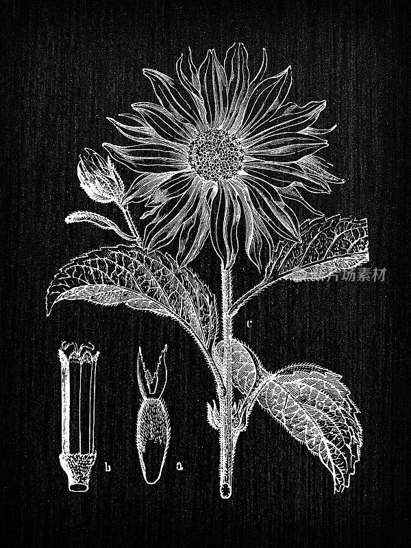 植物学植物古董雕刻插画:Helianthus annuus(普通向日葵)